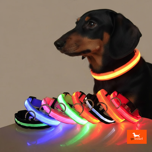 LED Luminous Dog Leash