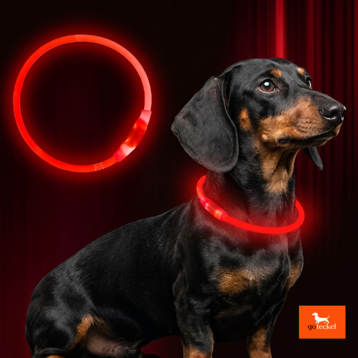 Light up Dog Leash