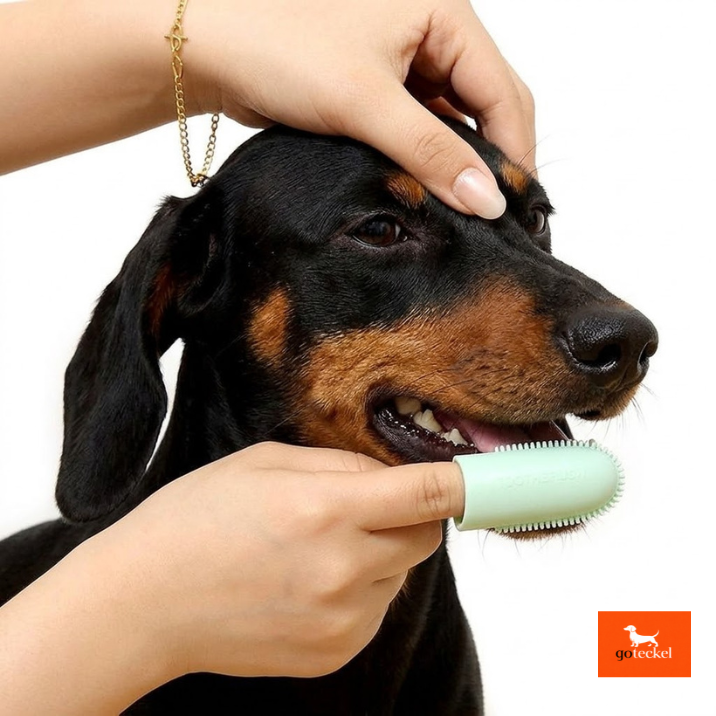 Cepillo de dientes para perros